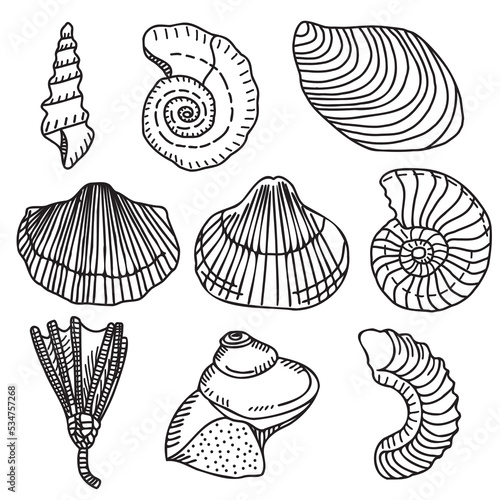 Paleontological icons, Vector brachiopods, nautilus, sea lilies, marine gastropods, cephalopods. photo