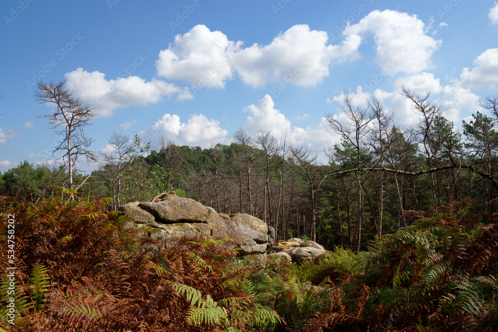 Climate change and drought in Fontainebleau forest