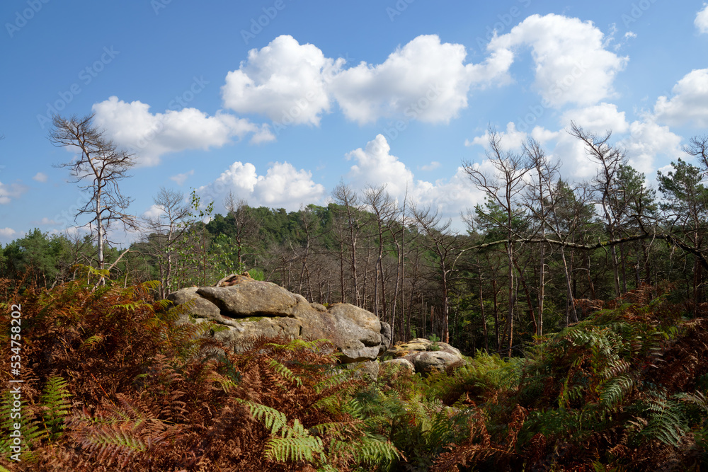 Climate change and drought in Fontainebleau forest Climate change and drought in Fontainebleau forest
