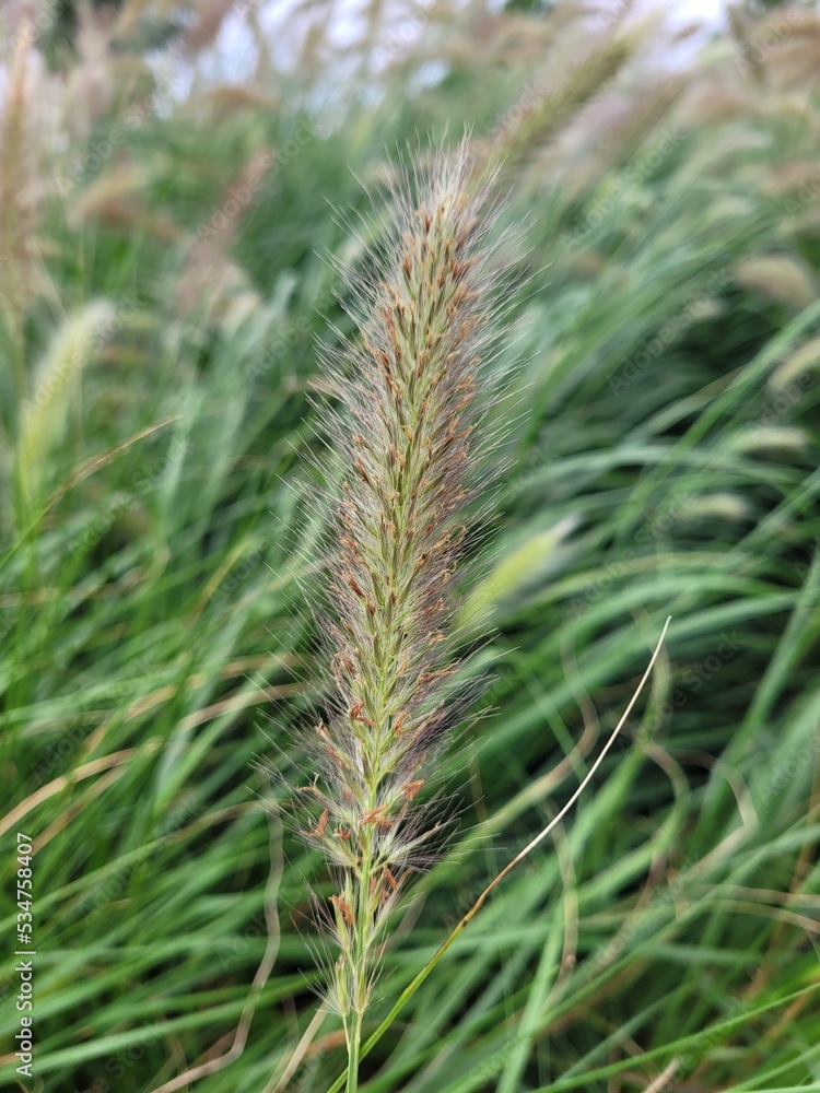 Grass plant pennisetum. White plant. Calm concept Grass plant pennisetum. White plant. Calm concept