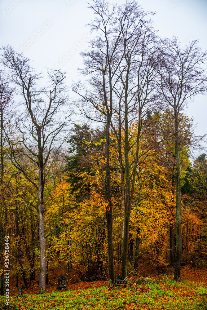 Naklejka premium Golden autumn in the forests of Slovakia