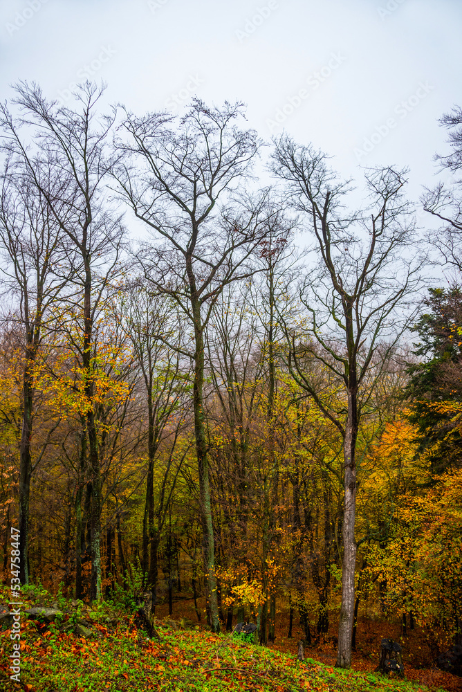Golden autumn in the forests of Slovakia