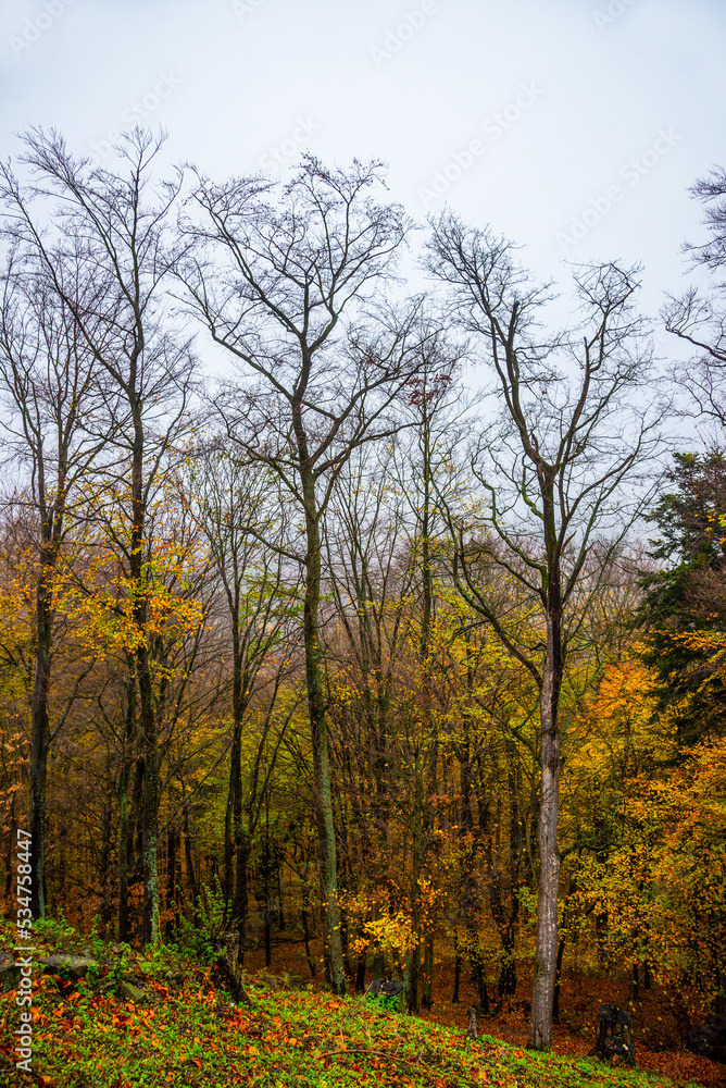 Golden autumn in the forests of Slovakia Golden autumn in the forests of Slovakia