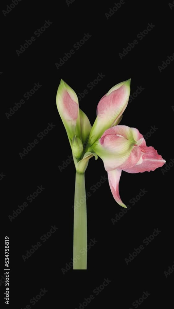 Time lapse of opening Rozetta amaryllis Christmas flower with ALPHA transparency channel isolated on black background, vertical orientation Time lapse of opening Rozetta amaryllis Christmas flower with ALPHA transparency channel isolated on black background, vertical orientation