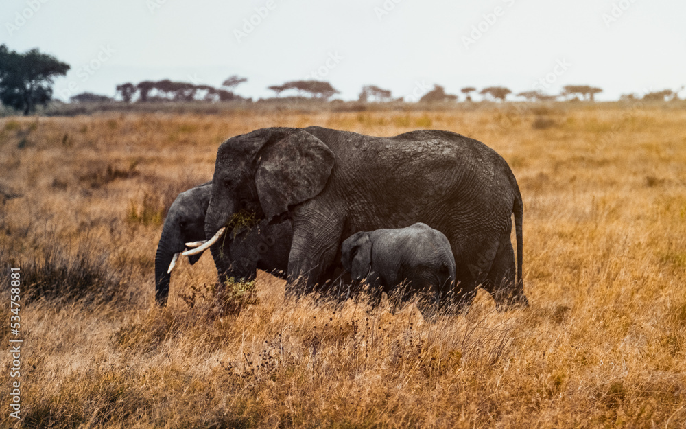 Fototapeta premium Elephant Family