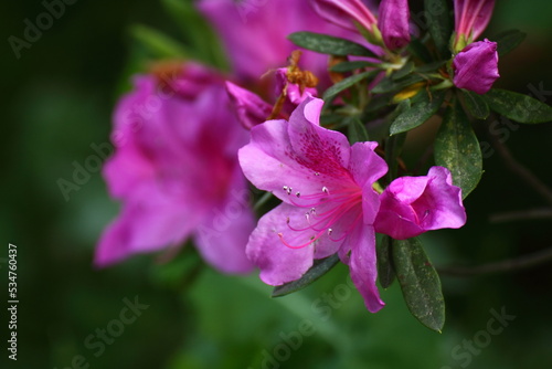 咲き誇る情熱の花