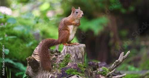 Red squirrel looking for enemies at the forest floor and running away