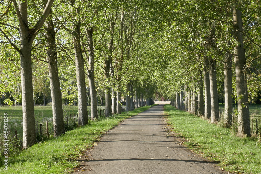 Plane trees lining a road in France Plane trees lining a road in France