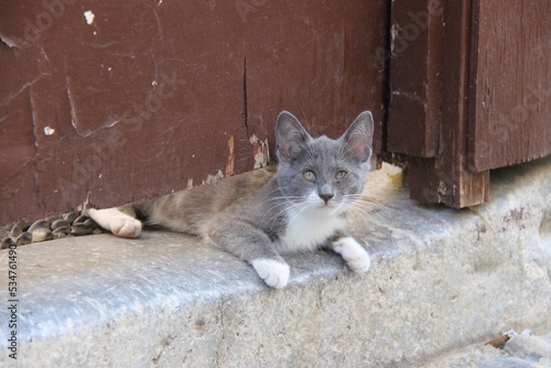 Fototapeta Naklejka Na Ścianę i Meble -  A little grey kitten in the streets of Rhodes City, Greece
