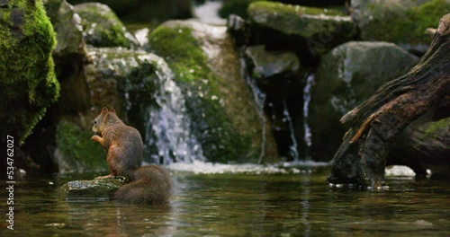 Red squirrel jump from a rock with a nut in the mouth and shake off water