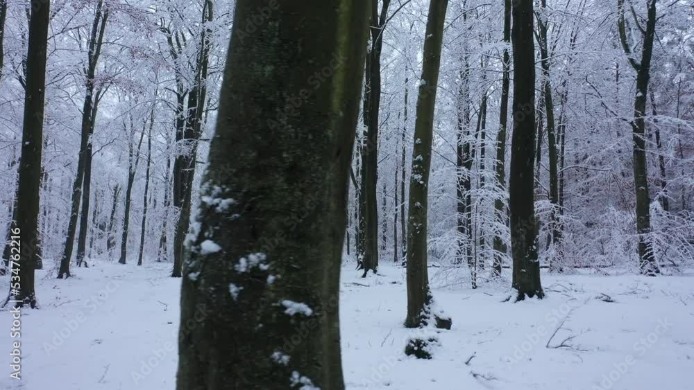 snow covered trees snow covered trees