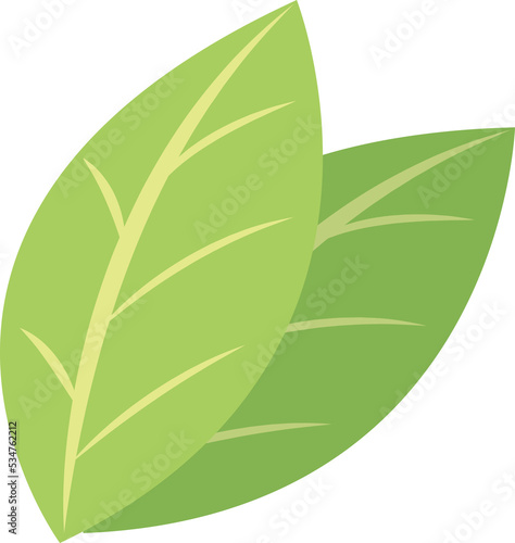 plant green leaf