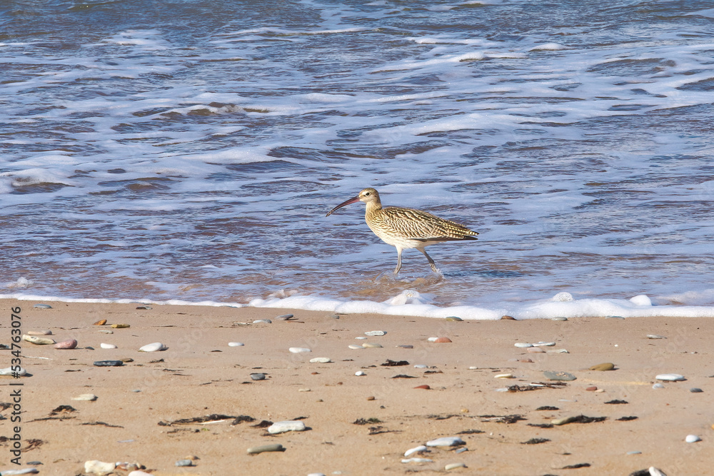 Numenius arquata. Curlew (Kuitala) on the seashore. Numenius arquata. Curlew (Kuitala) on the seashore.