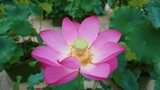 Flor de loto rosa con hojas verdes en el fondo