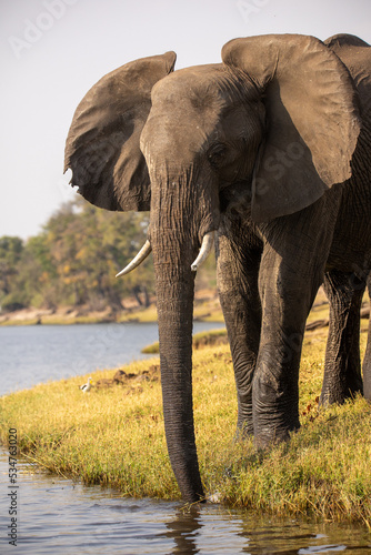 Elefant trinkt in Afrika