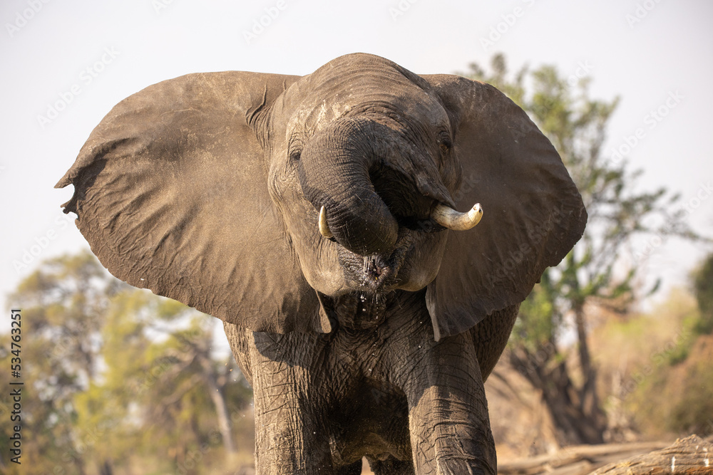 Naklejka premium Elefant trinkt in Afrika