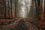 Droga w lesie jesieni膮 