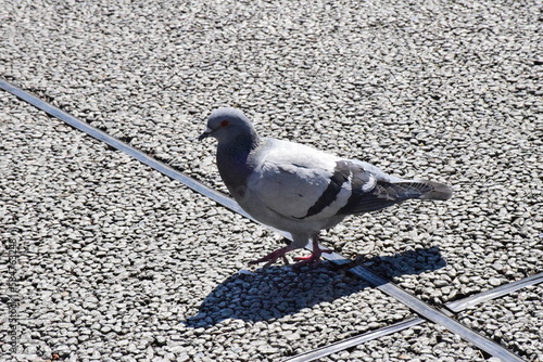 pigeon on the ground