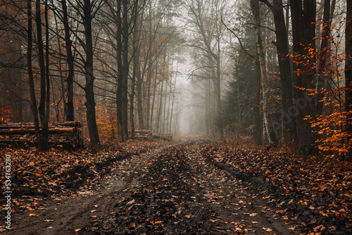 Fototapeta Droga w lesie jesienią 
