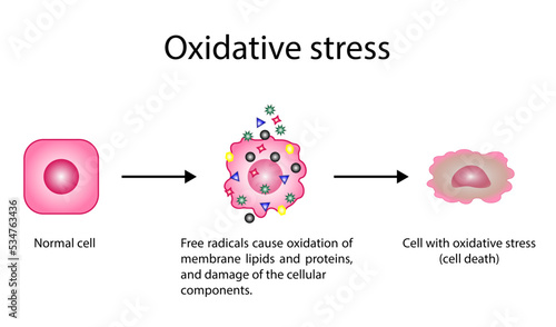 Oxidative stress. Free radicals cause oxidation of the cellular membrane proteins and lipids, and damage of the cellular components. vector illustration