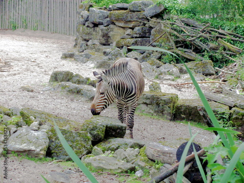 Zebra