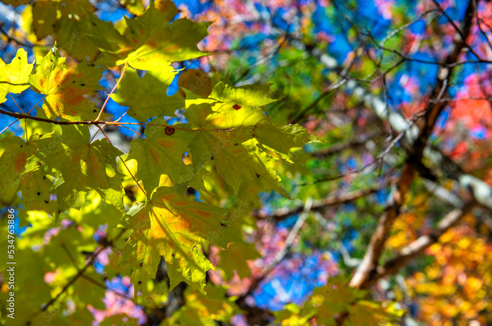 Autumn leaves in foliage season, fall colors Autumn leaves in foliage season, fall colors