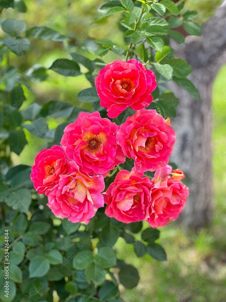 Bright pink floribunda rose shrub in garden. Bright pink floribunda rose shrub in garden.
