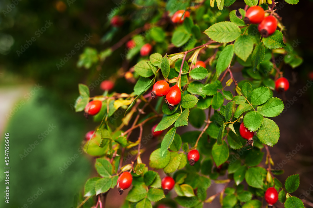 Red fruits of a medicinal rose hip on a bush with green leaves Red fruits of a medicinal rose hip on a bush with green leaves