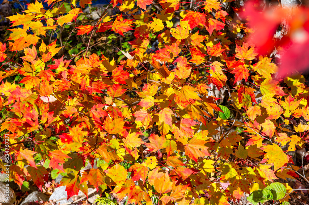 Autumn leaves in foliage season, fall colors Autumn leaves in foliage season, fall colors