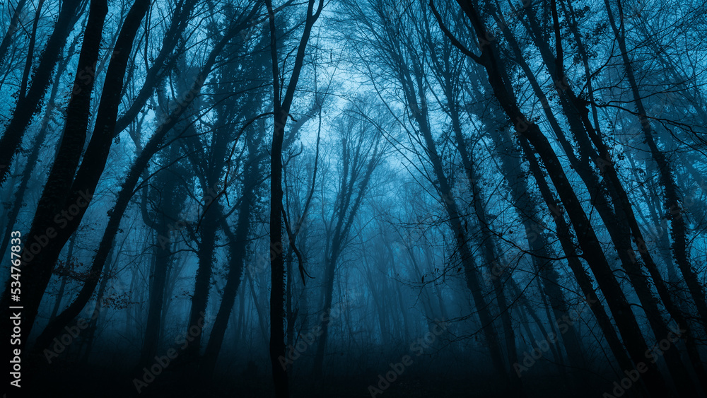 Obraz premium Misty dark woods