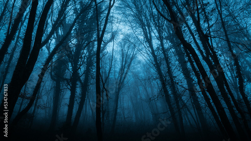 Misty dark woods