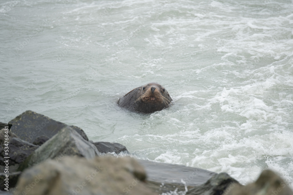 Obraz premium sea lion on the rock - Valdez (Alaska)