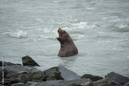 sea lion on the rock - Valdez (Alaska)