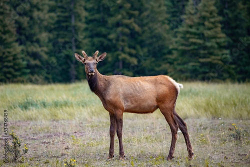 Young Bull Elk in Meadow - Banff Canada