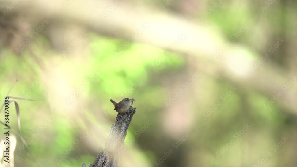 Eurasian wren on the branch. Small bird during nesting time. European nature. Eurasian wren on the branch. Small bird during nesting time. European nature.