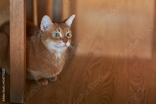 Abyssinian cat looks hidden under the table