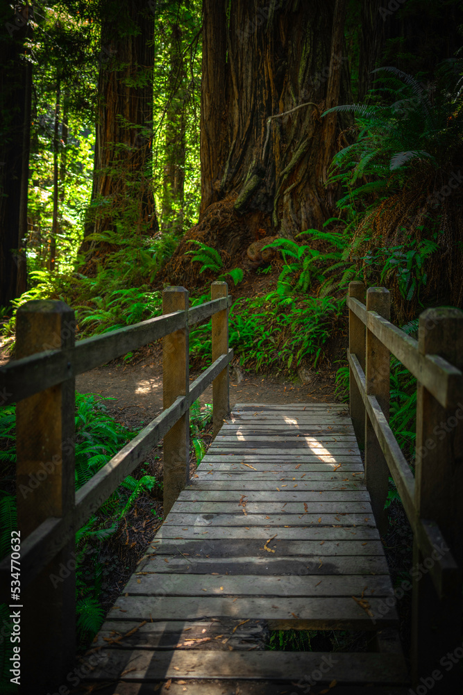 Old bridge over the creek in Redwoods State and National Forest park in California Old bridge over the creek in Redwoods State and National Forest park in California