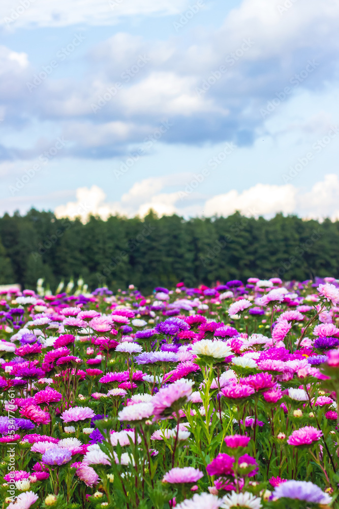 A bright multi-colored flower field against the backdrop of a forest and a beautiful cloudy sky. A field of flowering asters. Beautiful landscape. Growing ornamental plants. 