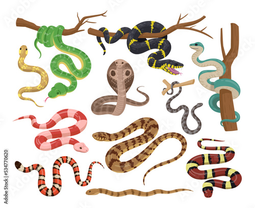 Cartoon snakes, wildlife reptiles, exotic poisoned animals. Tropical forest or zoo serpents, python, black mamba and cobra flat vector illustration collection. Cold-blooded animals set