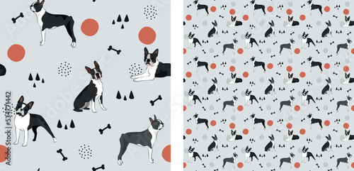 Seamless dog pattern, cute. Square format texture, t-shirt, poster, packaging, textile, socks, textile, fabric, decoration, wrapping paper. Trendy hand-drawn Boston Terrier dogs. Gift box pattern.