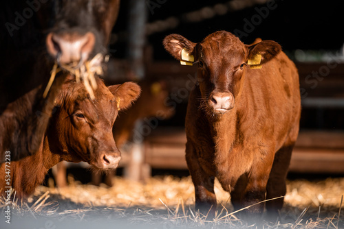 Fényképezés Young cow standing in cowshed at the farm.