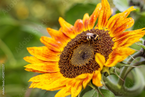 Close-up of an ornamental sunflower flower. A bumblebee sits on a flower and collects pollen. Horizontal. Place for text.