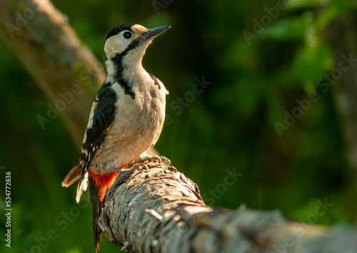 Syrian Woodpecker (Dendrocopos syriacus) in forest