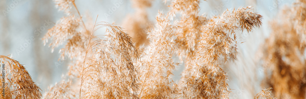 Golden reed seeds in neutral tones on light background. Pampas grass at sunset. Dry reeds close up. Trendy soft fluffy plant. Minimalistic stylish concept - obrazy, fototapety, plakaty 
