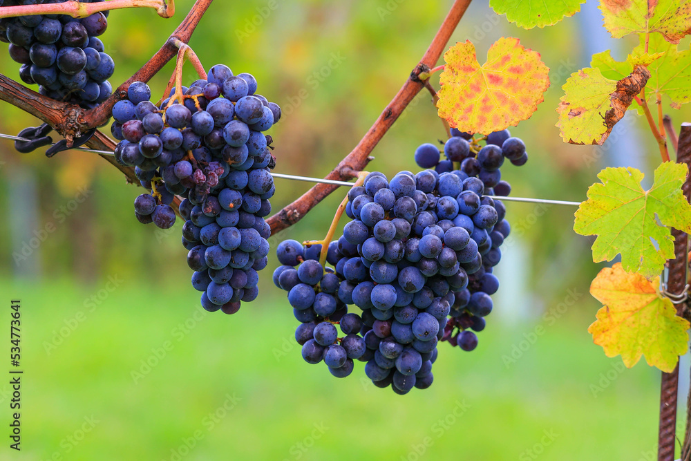 Blaue Trauben für Rotwein