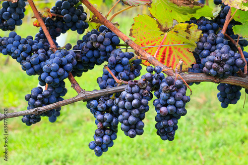 Blaue Trauben für Rotwein