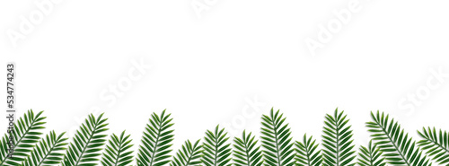 Flat lay top view leaf palm with emoty space on white background for add text or graphic advertise