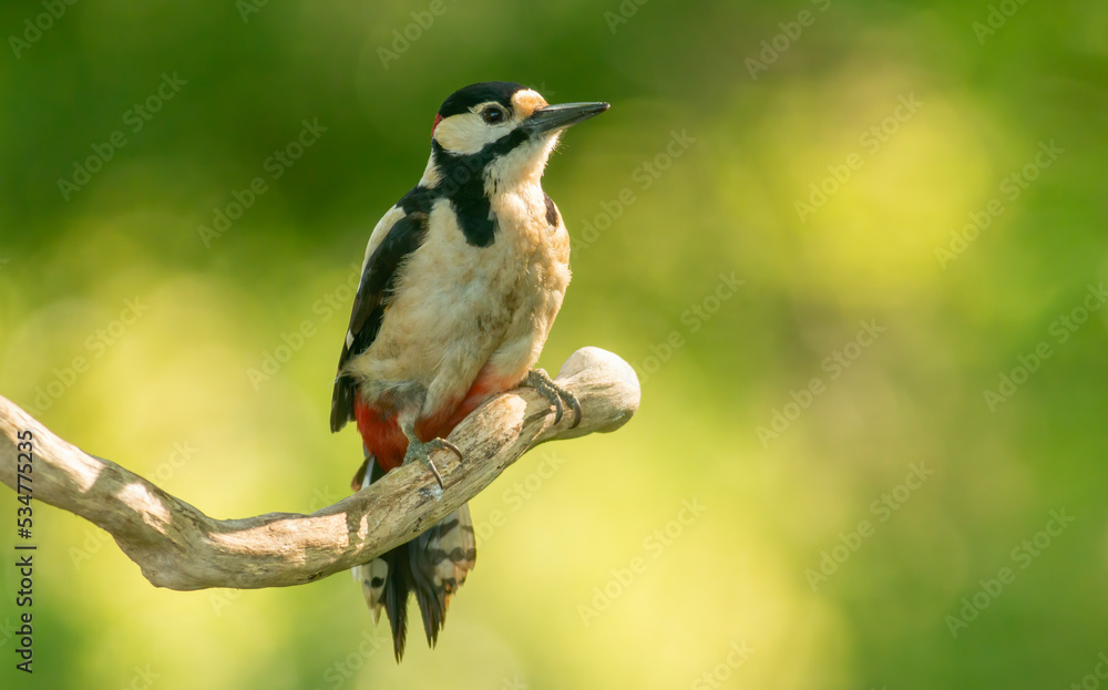 Syrian Woodpecker (Dendrocopos syriacus) in forest Syrian Woodpecker (Dendrocopos syriacus) in forest