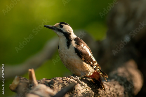 Syrian Woodpecker (Dendrocopos syriacus) in forest