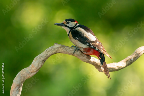 Syrian Woodpecker (Dendrocopos syriacus) in forest © georgigerdzhikov